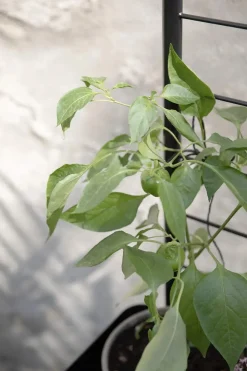 Simply Grow Espalier til plantekasse