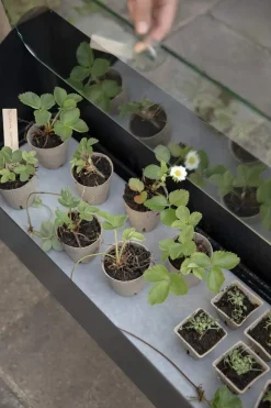 Simply Grow Spire Plantekasse